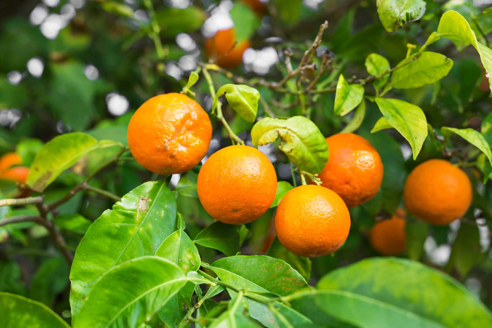The fruit of the orange tree. branch orange tree fruits green leaves